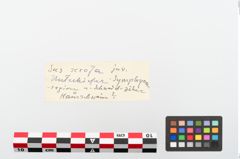 Foto von Tierknochen (NHMW-PRAE-024133)